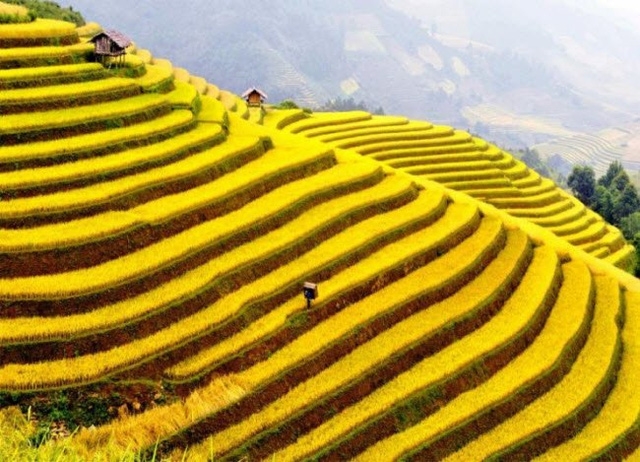 Khi tới thung lũng Mường Hoa vào đúng mùa gặt lúa, du khách có thể chiêm ngưỡng những quả đồi được phủ vàng bởi đồng lúa chín.