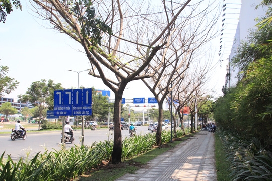  Sáu cây keo tây trên đường Trường Sơn, quận Tân Bình, TP HCM đang xanh tốt bỗng trụi lá rồi chết dần vì bị đầu độc bằng hóa chất (ảnh: Gia Minh) 