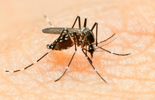 nguoi-my-dau-tien-chet-do-virus-zika