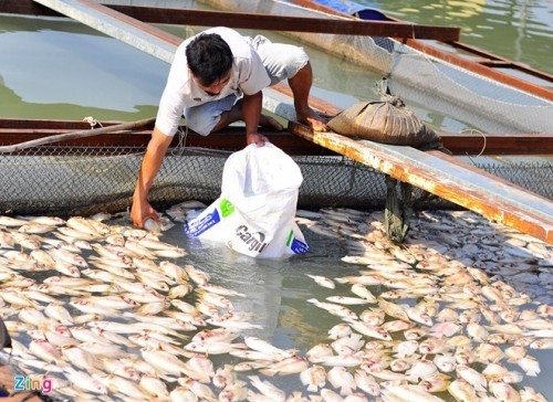 Dung tinh lai suat cho ngu dan bi anh huong ca chet hinh anh 1