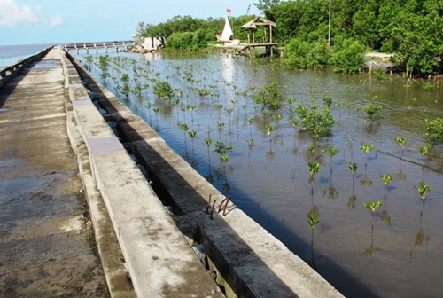 Mỗi năm, Cà Mau mất 450 ha đất ven biển do sạt lở - ảnh 4