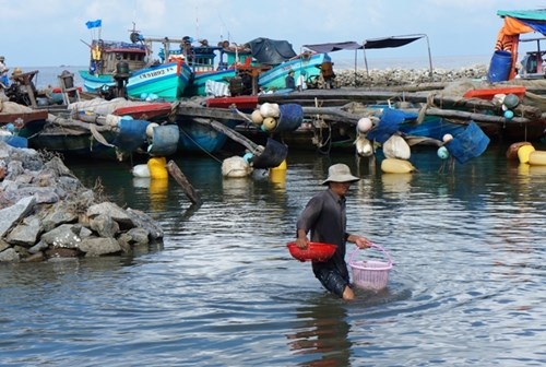 Mỗi năm, Cà Mau mất 450 ha đất ven biển do sạt lở - ảnh 5