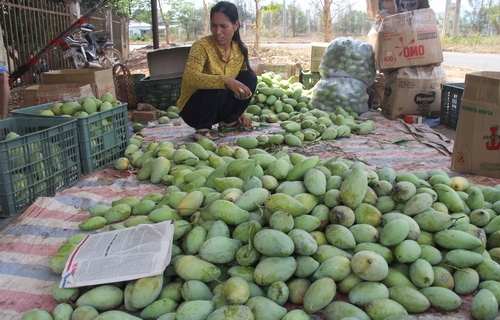 1000-dong-mot-kg-xoai-ba-mua-mua