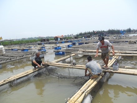 Xuat hien hien tuong ca nuoi o Tinh Gia bi chet hinh anh 1