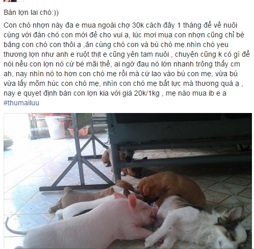 Kỳ lạ lợn bú sữa chó mẹ và chuyện không thể tin nổi trên facebook - Ảnh 1