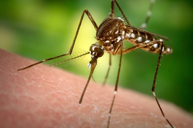 Singapore cong bo truong hop nhiem Zika dau tien hinh anh 1