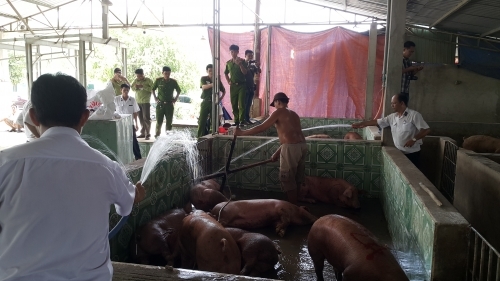 Kinh hãi đánh tráo heo dính chất cấm để giết mổ bán ra thị trường - Ảnh 2