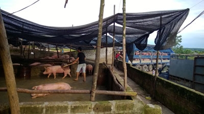 so “lon bet”, dan khong dam an hinh anh 2