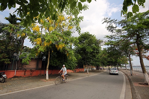 Ngẩn ngơ ngắm muồng hoàng yến khoe sắc ở Hà Nội