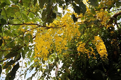 Ngẩn ngơ ngắm muồng hoàng yến khoe sắc ở Hà Nội2