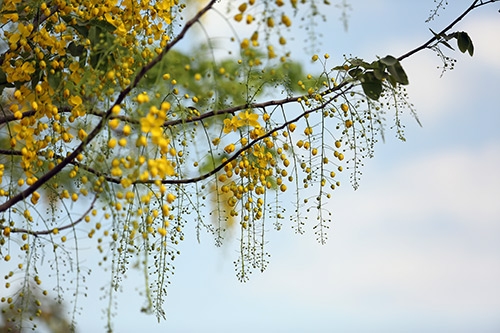 Ngẩn ngơ ngắm muồng hoàng yến khoe sắc ở Hà Nội7