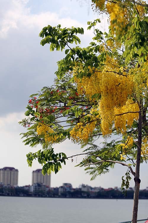 Ngẩn ngơ ngắm muồng hoàng yến khoe sắc ở Hà Nội9