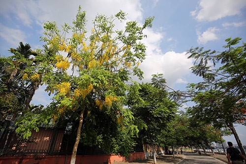 Ngẩn ngơ ngắm muồng hoàng yến khoe sắc ở Hà Nội10