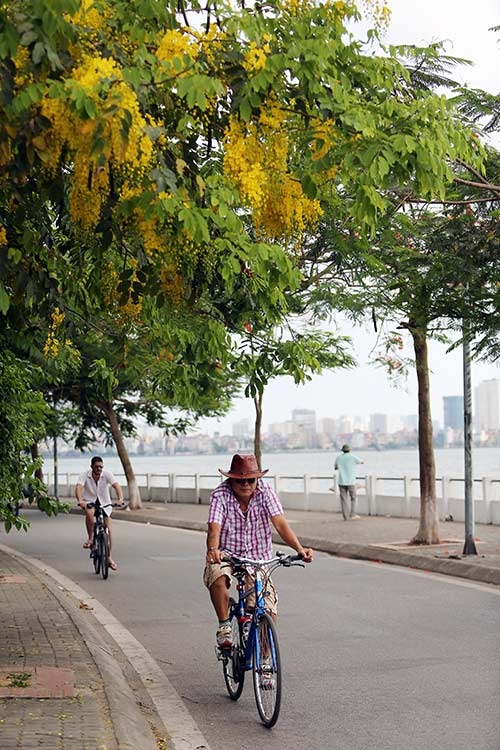 Ngẩn ngơ ngắm muồng hoàng yến khoe sắc ở Hà Nội11