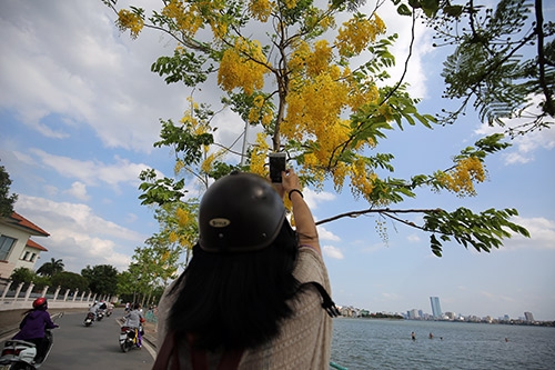Ngẩn ngơ ngắm muồng hoàng yến khoe sắc ở Hà Nội13