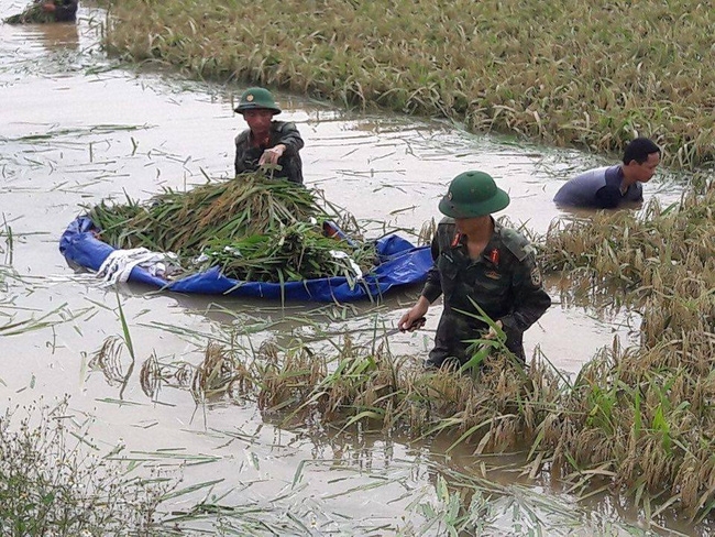 Hình ảnh đẹp: Khi những người chiến sĩ lội bùn, xuống đồng gặt lúa giúp dân - Ảnh 2. Hình ảnh đẹp: Khi những người chiến sĩ lội bùn, xuống đồng gặt lúa giúp dân - Ảnh 2.