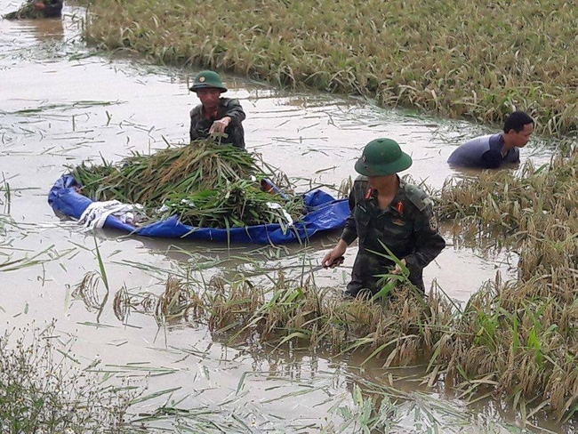 Hình ảnh đẹp: Khi những người chiến sĩ lội bùn, xuống đồng gặt lúa giúp dân - Ảnh 2.