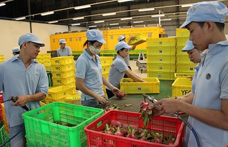 Hang Viet 'lot xac' de chinh phuc nguoi My hinh anh 1