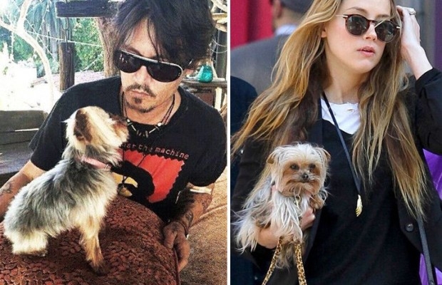 Johnny Depp tranh quyen nuoi cho cung voi vo tre hinh anh 1