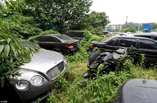 Chúng có chung một số phận: đó là bị chủ nhân bỏ lại. Ảnh: CEN
