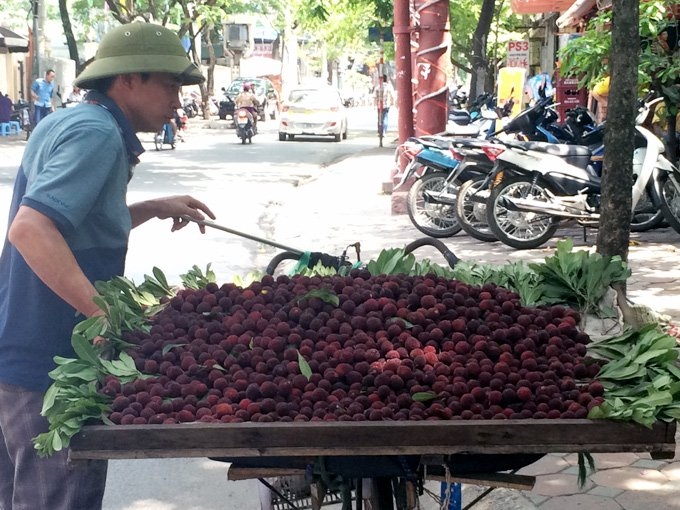 thanh mai, quả thanh mai, quả thanh mai gây sốt, dân hà thành hớ nặng, thanh mai trung quốc, quả thanh mai biến mất bí ẩn