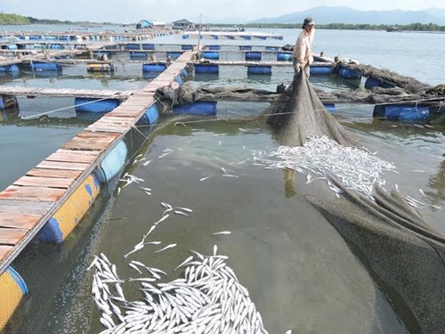 14 doanh nghiệp bị kiện vì xả thải làm cá chết hàng loạt - ảnh 1