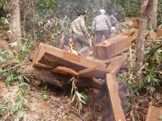 Một vụ phá rừng trái phép tại Lâm Đồng /// Ảnh: Lâm Viên
