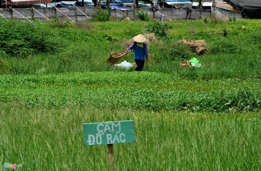 Can canh 2 du an ba giam doc so doi thanh tra o Vung Tau hinh anh 15