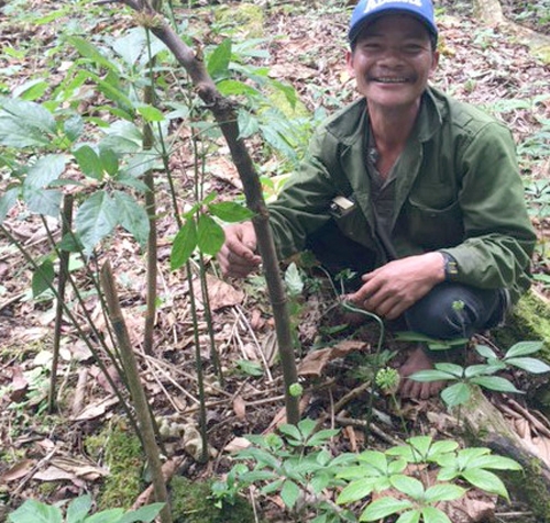 cay-sam-ngoc-linh-7-nhanh-tra-500-trieu-khong-ban