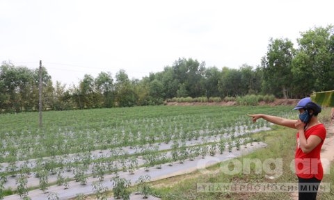 chồng giết vợ, tội ác kinh hoàng, ngôi mộ giữa phòng ngủ