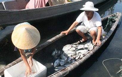hue: ca nuoi bang long gan cua bien lai chet hang loat hinh anh 1