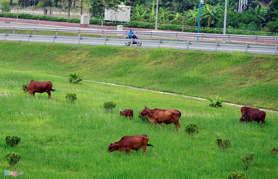 Toan canh duong du kien dat ten Hoang Sa, Truong Sa o Ha Noi hinh anh 8