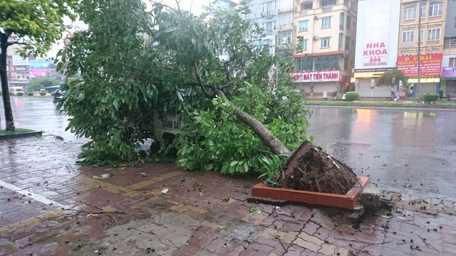  Đường Trường Chinh, một cây xanh đổ vào xe cảnh sát. 