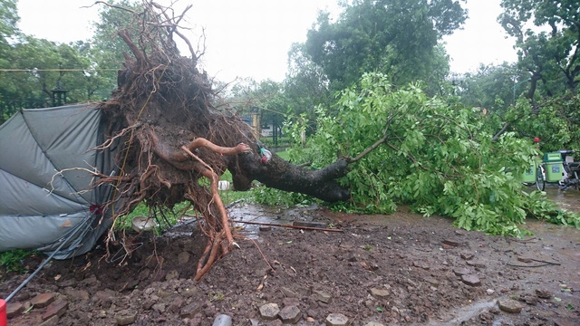  Cây lớn bật gốc trên phố Trần Nhân Tông 