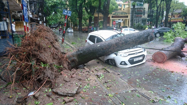  Cây lớn đổ đè bẹp ô tô trên đường Trần Thánh Tông. Vụ việc xảy ra lúc 5h30, thời điểm gió bão đang quần thảo mạnh nhất. Rất may không có thương vong về người. Lực lượng chức năng đang phải cưa thân cây để giải cứu ô tô. 