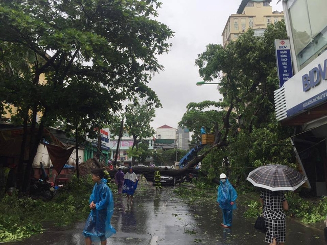  Cây khủng đè nghiến ô tô trên phố Núi Trúc. (Ảnh: Trọng Hải) 