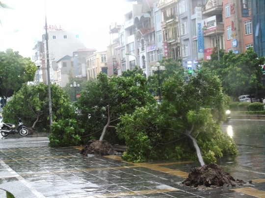  Cây đổ tại khu vực quận Nam Từ Liêm 