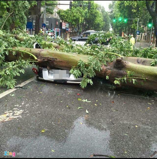 Cay do la liet trong bao Mirinae o Ha Noi hinh anh 6