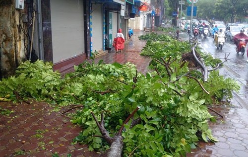 sau bao so 1, ha noi xuat hien nhung goc cay “ky la” hinh anh 2