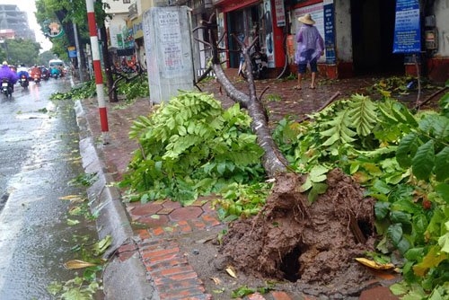 sau bao so 1, ha noi xuat hien nhung goc cay “ky la” hinh anh 3