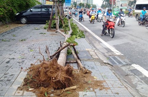 sau bao so 1, ha noi xuat hien nhung goc cay “ky la” hinh anh 5