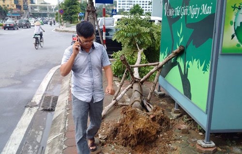 sau bao so 1, ha noi xuat hien nhung goc cay “ky la” hinh anh 6