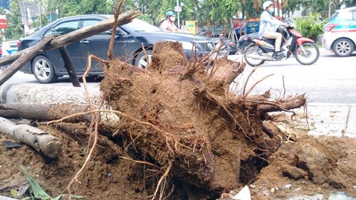 sau bao so 1, ha noi xuat hien nhung goc cay “ky la” hinh anh 7