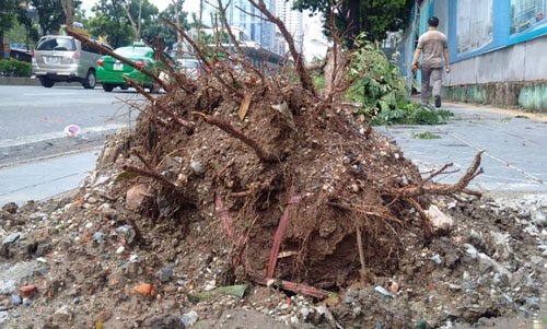 sau bao so 1, ha noi xuat hien nhung goc cay “ky la” hinh anh 11