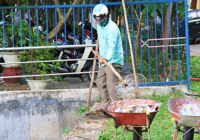cá chết, cá chết nổi trắng, Đà Nẵng