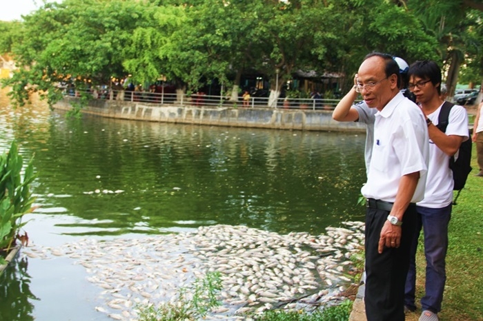 cá chết, cá chết nổi trắng, Đà Nẵng