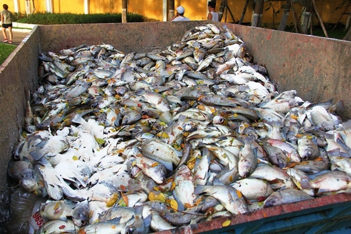 cá chết, cá chết nổi trắng, Đà Nẵng