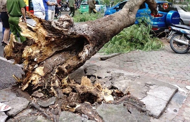 Hà Nội: Cây xanh bất ngờ đổ sập, đè vào xe ô tô đang đỗ ven đường - Ảnh 3.