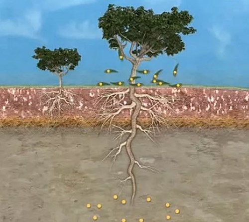 cây 'mọc' vàng từ lá, Việt Nam, bạch đàn, cây cổ thụ, gỗ quý, rễ cây, gốc cây, lá cây,
