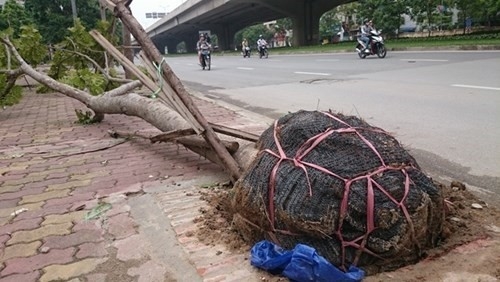 Cong bo ten cac cong ty trong cay xanh bi bat goc lo nylon hinh anh 1